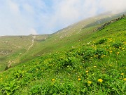 Al Rifugio Capanna 2000 da Alpe Arera ad anello-1GIUGNO25: splendide fioriture !- FOTOGALLERY